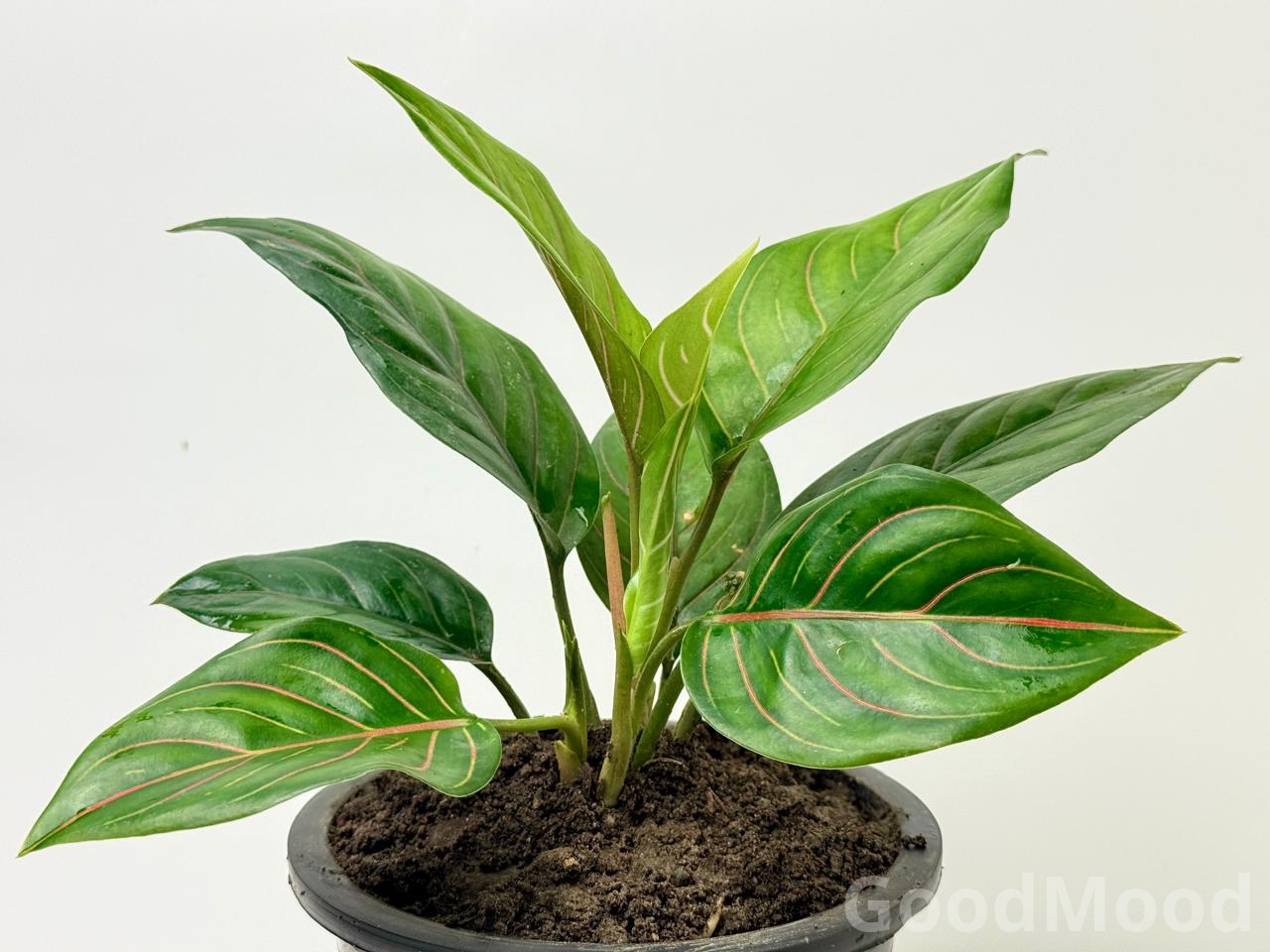 Aglaonema Rotundum "Tiger" (Red Vein Chinese Evergreen)