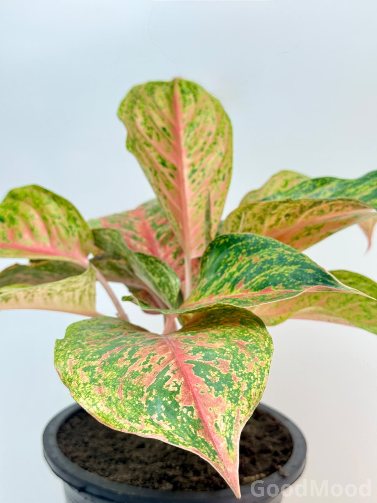 Aglaonema "Spring Red" (Chinese Evergreen) – Premium Rare Variegated Variety