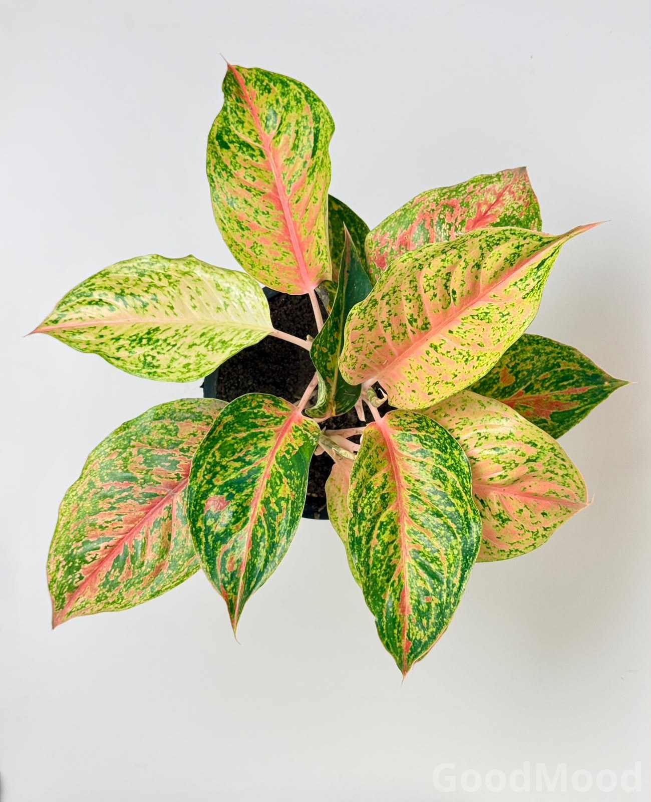 Aglaonema "Spring Red" (Chinese Evergreen) – Premium Rare Variegated Variety