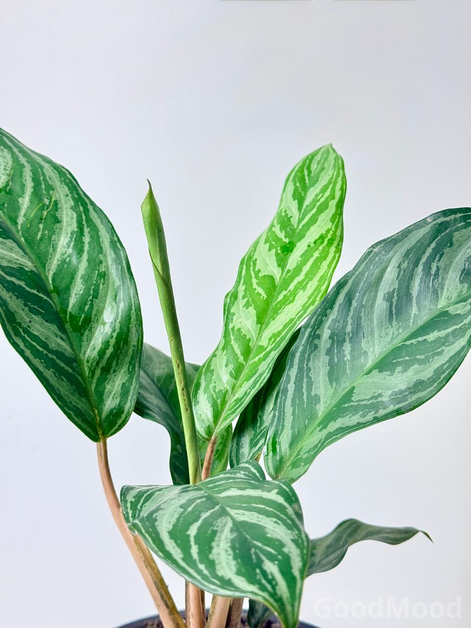 Aglaonema "Stripes" (Chinese Evergreen)
