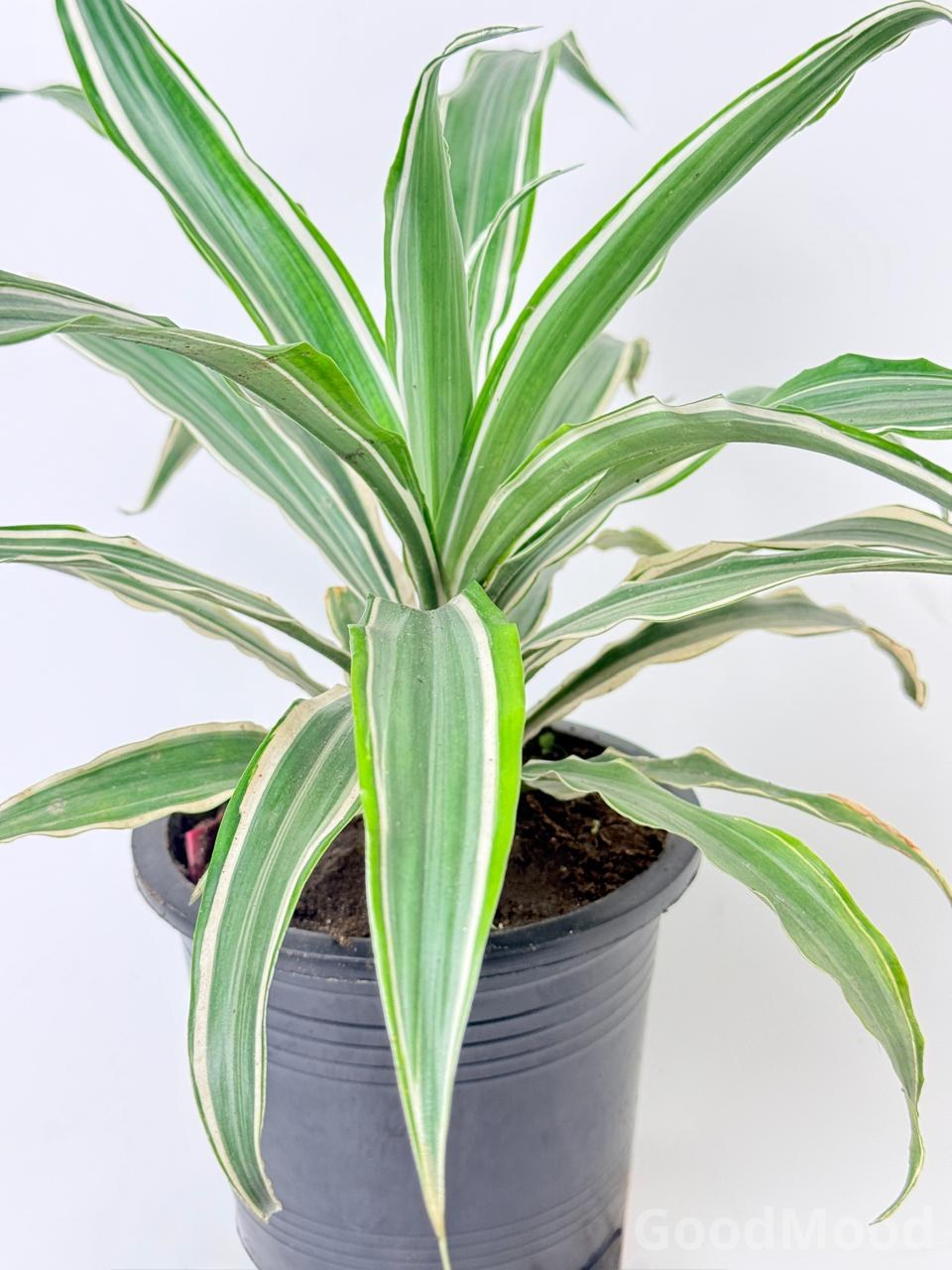 Dracaena Fragrans "Lemon Lime" (Dragon Tree)