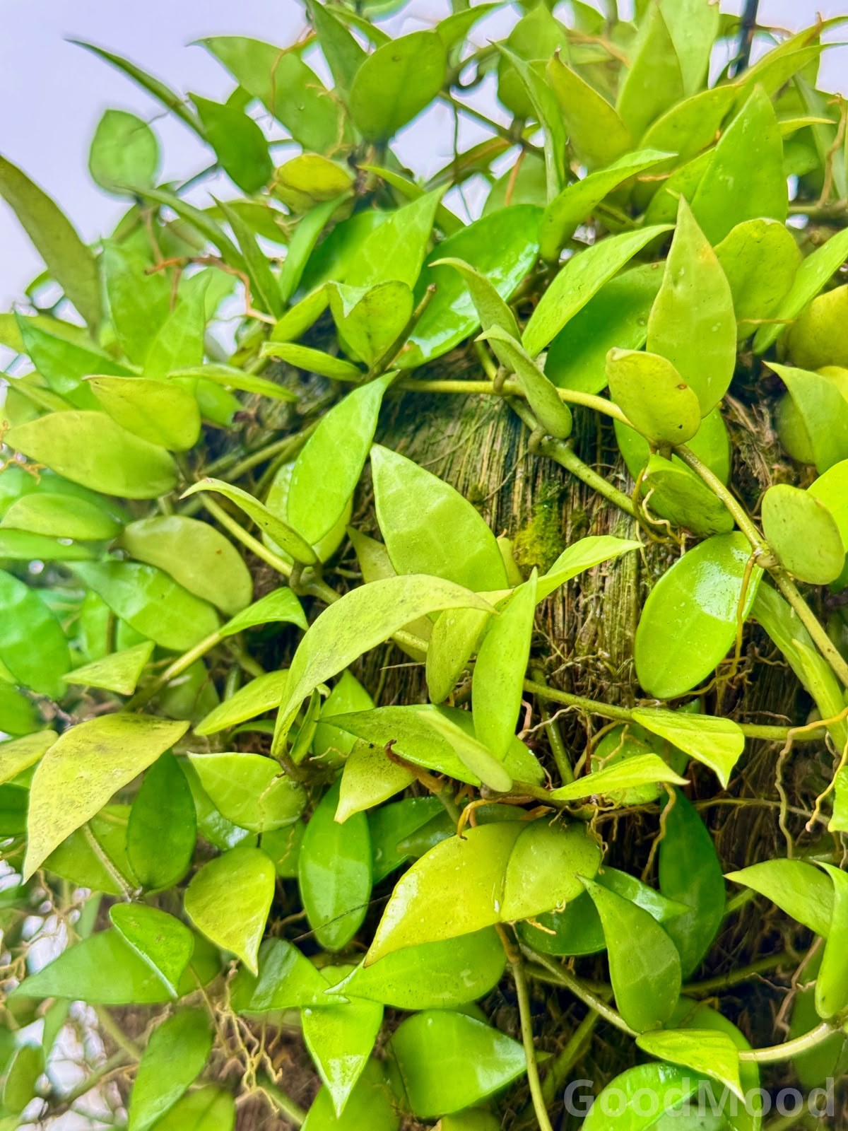 Hoya Lacunosa (Cinnamon-Scented Wax Plant) – Premium Moss Kokedama Edition