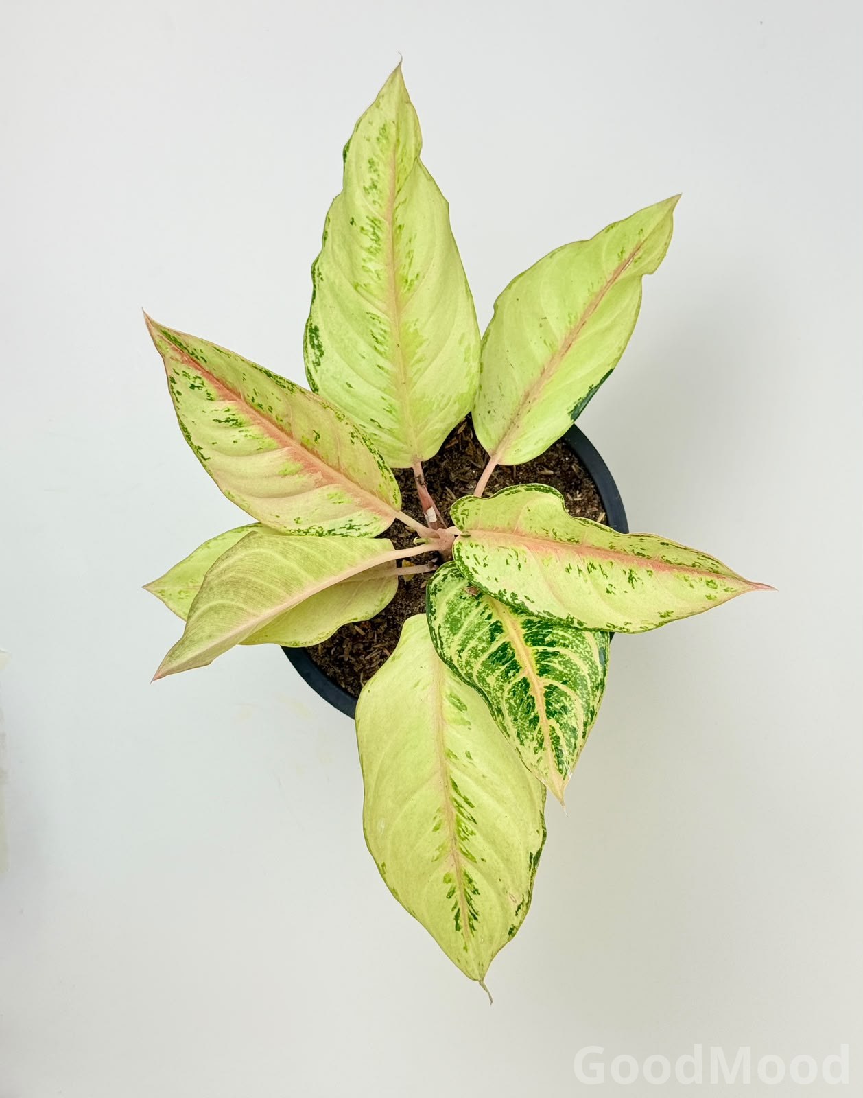 Aglaonema "Frozen" (Frost-Variegated Chinese Evergreen) – Premium Rare Cultivar
