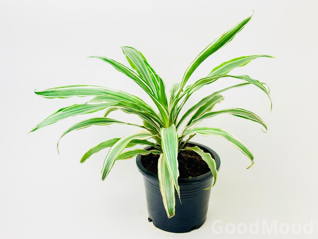 Dracaena Fragrans "Lemon Lime" (Dragon Tree)