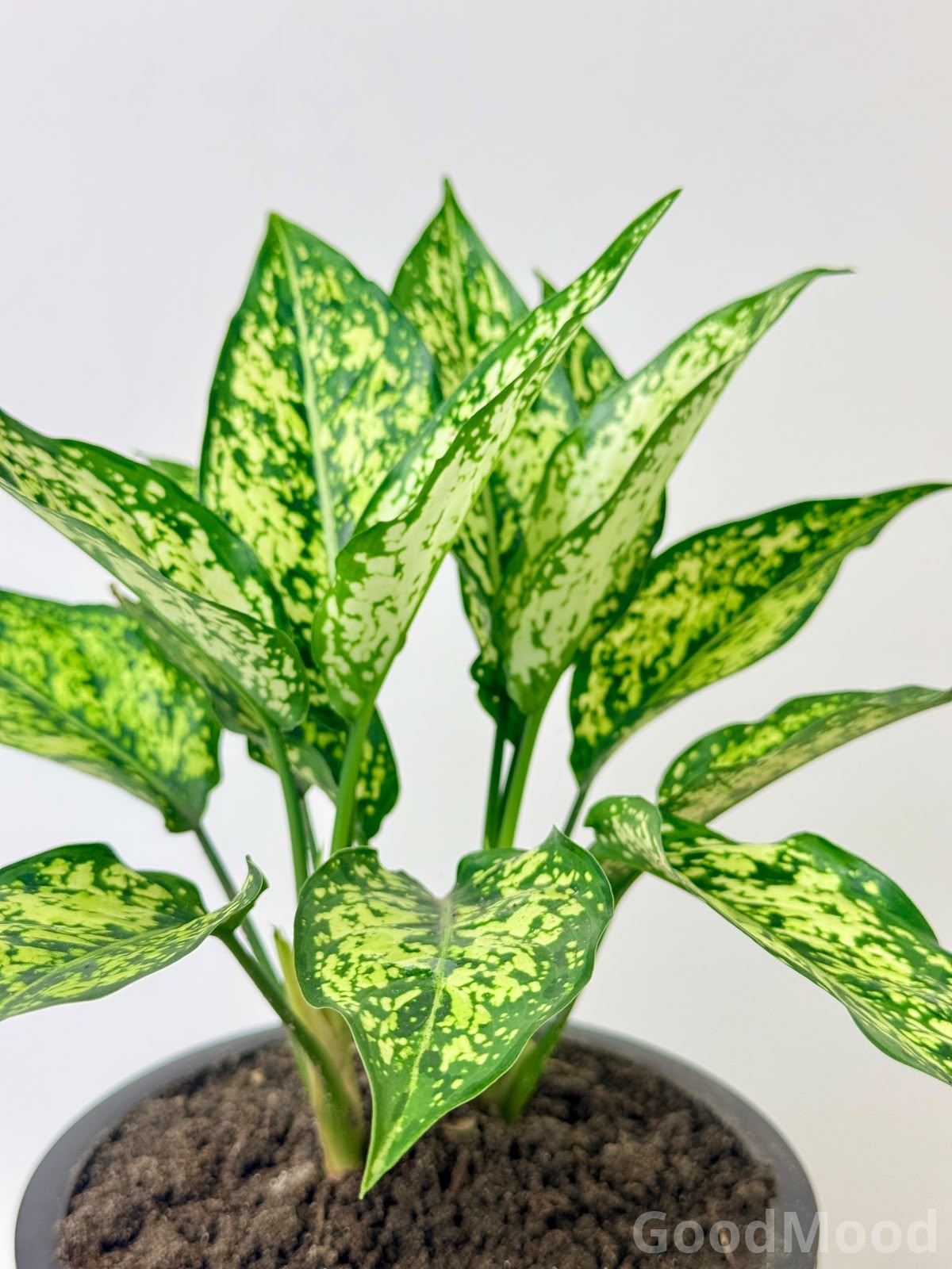 Aglaonema "Snow White" (White Dalmatian Chinese Evergreen) – Premium Variegated Indoor Selection