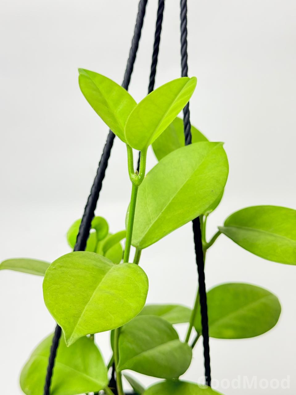 Hoya Densifolia (Citrus-Scented Shrubby Wax Plant) – Premium Rare Hanging Basket