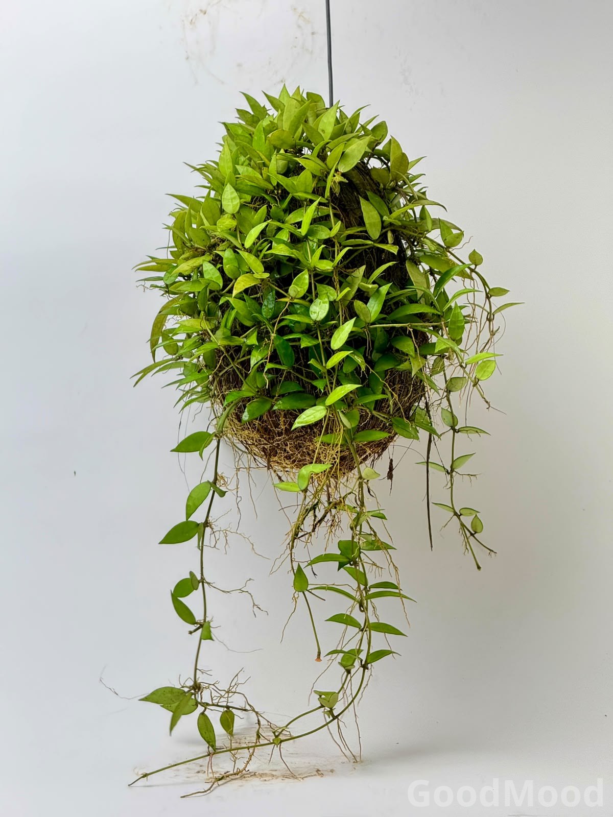 Hoya Lacunosa (Cinnamon-Scented Wax Plant) – Premium Moss Kokedama Edition