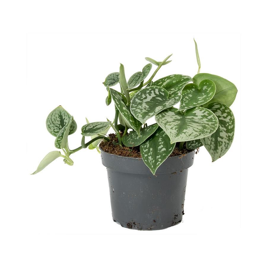 Satin Pothos (Scindapsus Pictus) – India Import