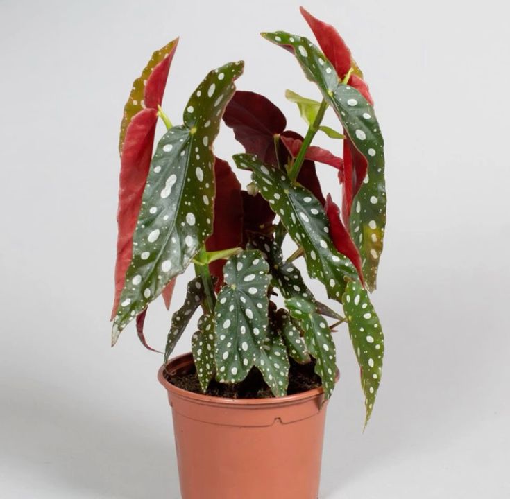 Begonia Maculata (Polka Dot Begonia) – Thailand Import