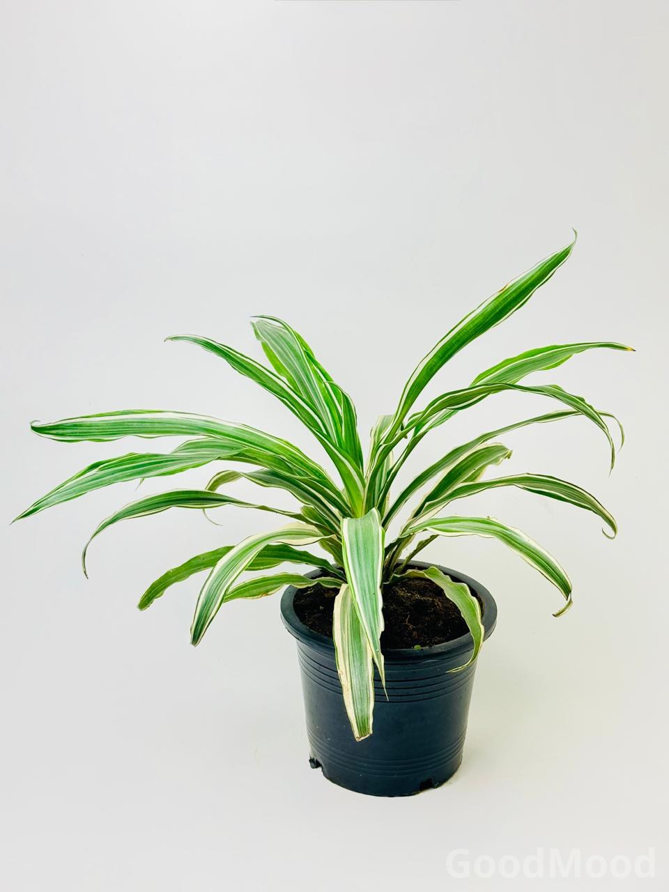 Dracaena Fragrans "Lemon Lime" (Dragon Tree)