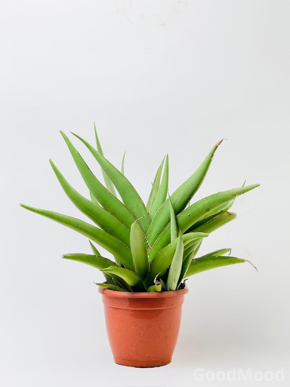 Sansevieria "Chao Praya" (Silver Fanning Snake Plant)