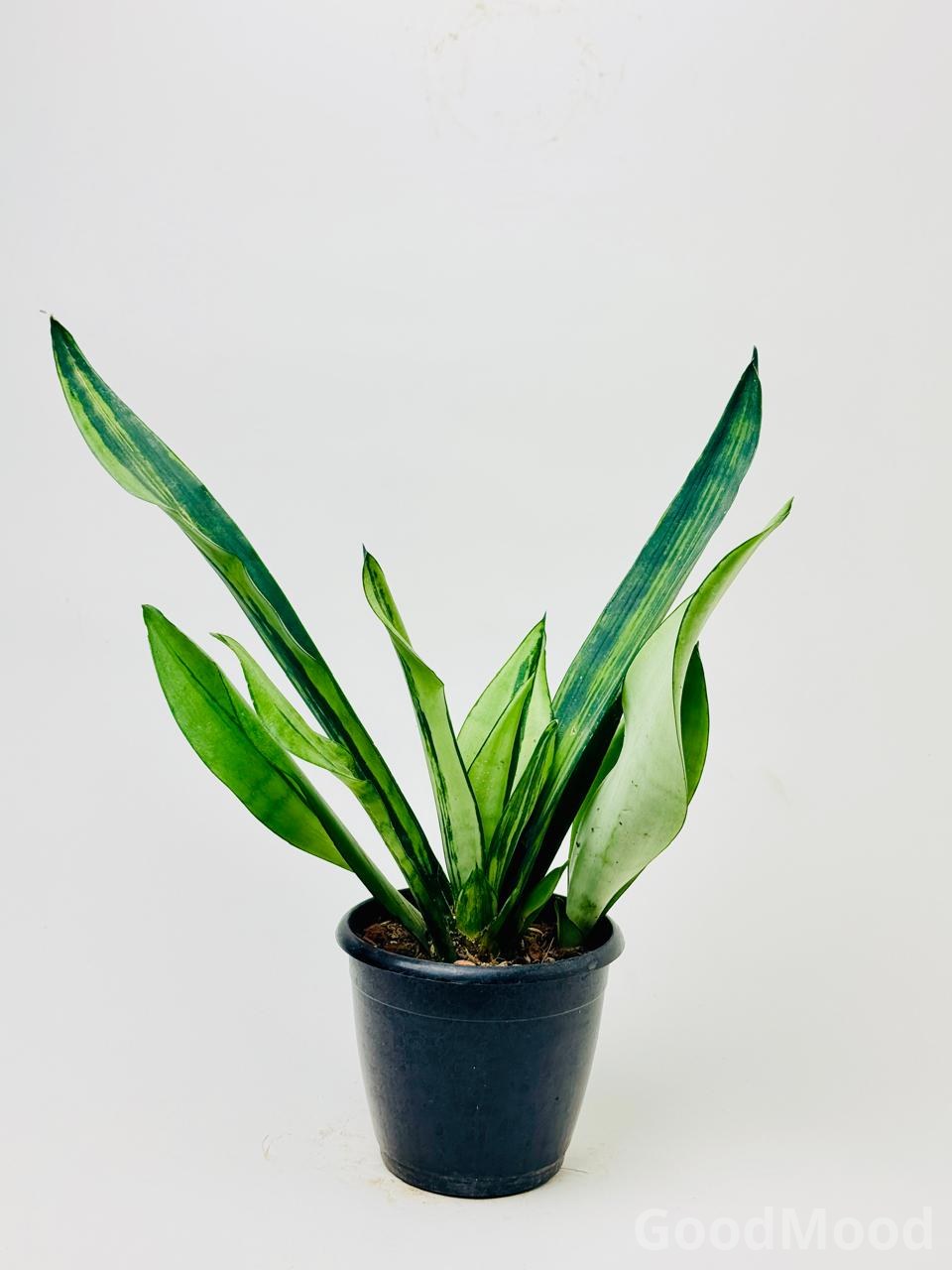 Sansevieria "Night Owl" (Compact Silver Variegated Snake Plant) – Premium Rare Cultivar