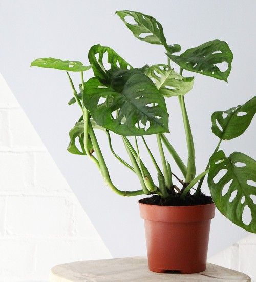 Monstera Obliqua (Rare Collector's Plant)