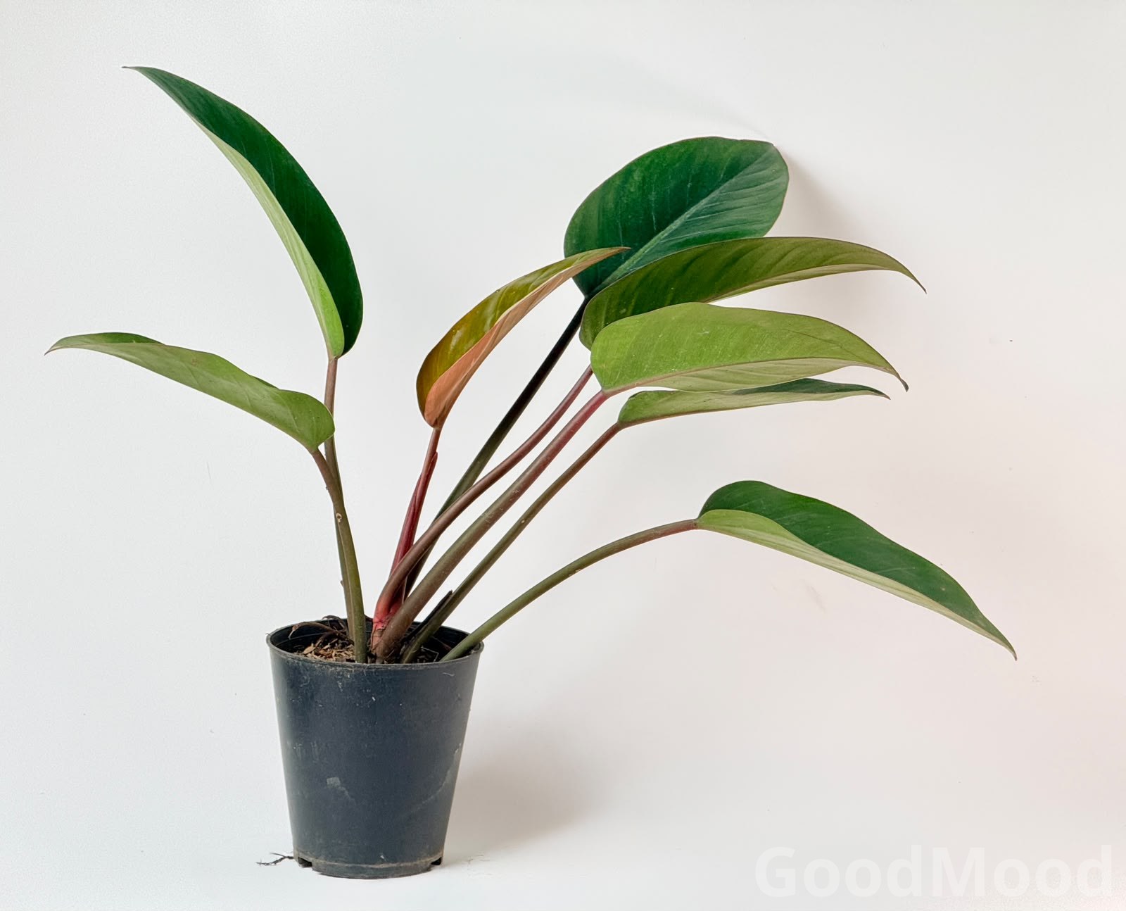 Philodendron "Congo Rojo" (Red Congo) – Premium Rare Self-Heading Tropical Specimen