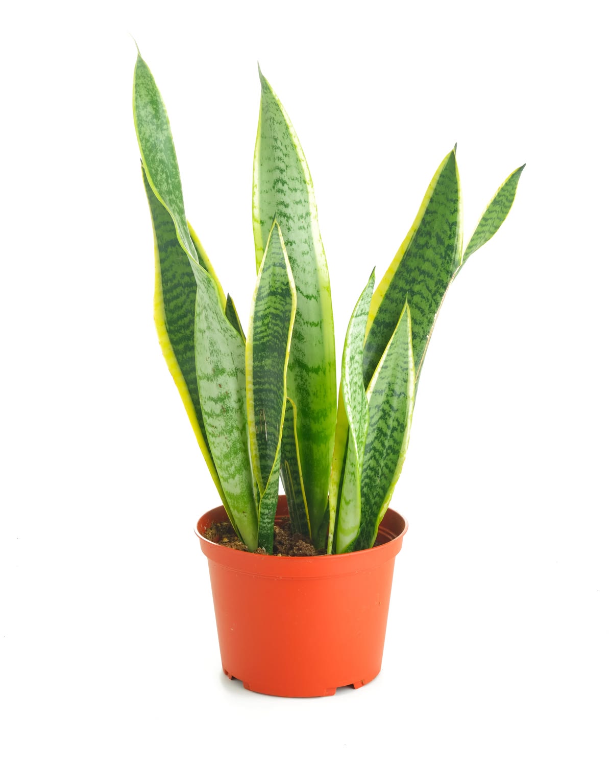 Snake Plant 'Laurentii' – India Import