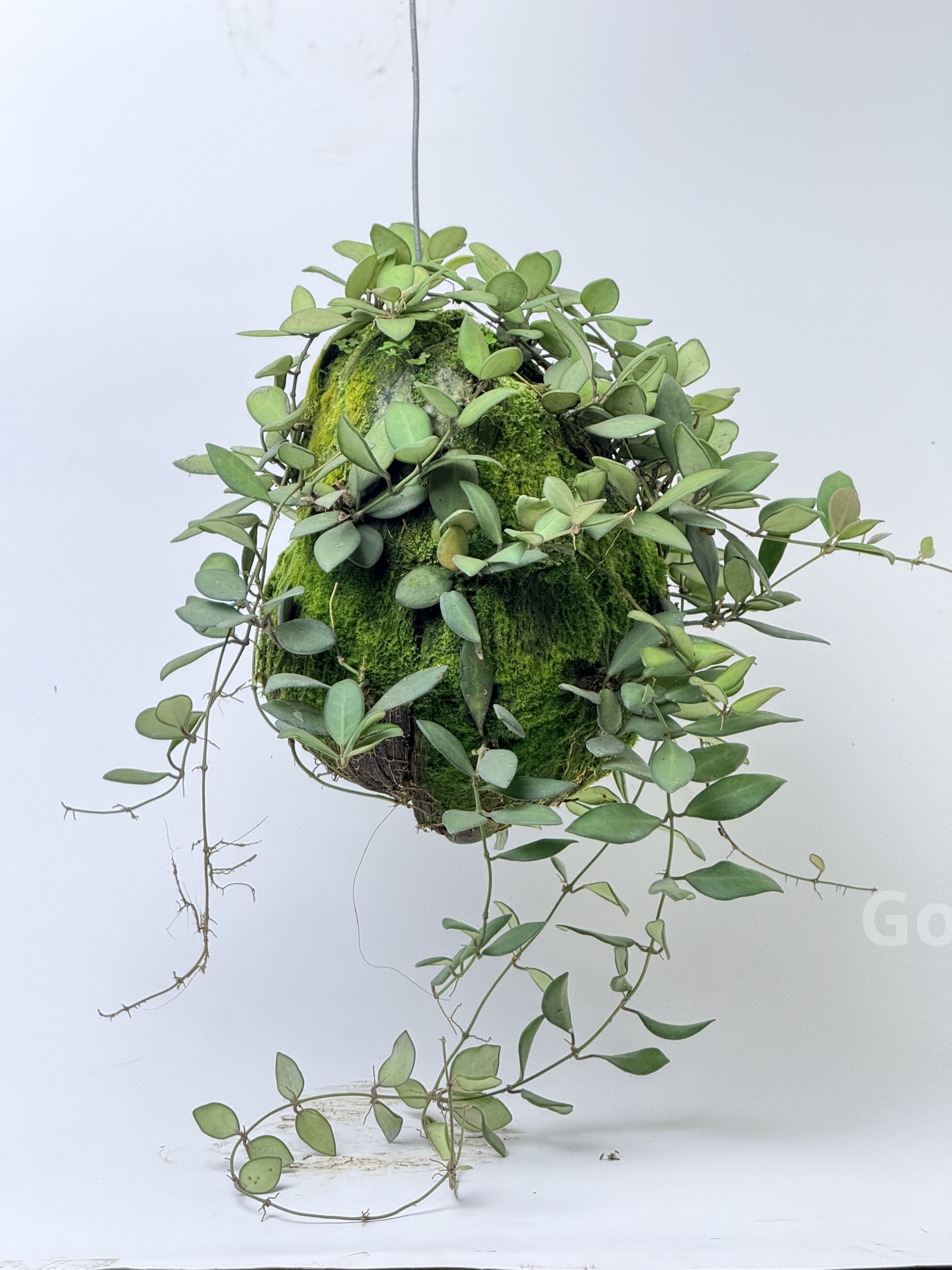 Hoya Bilobata (Miniature Wax Plant) – Fragrant Trailing Collector's Variety