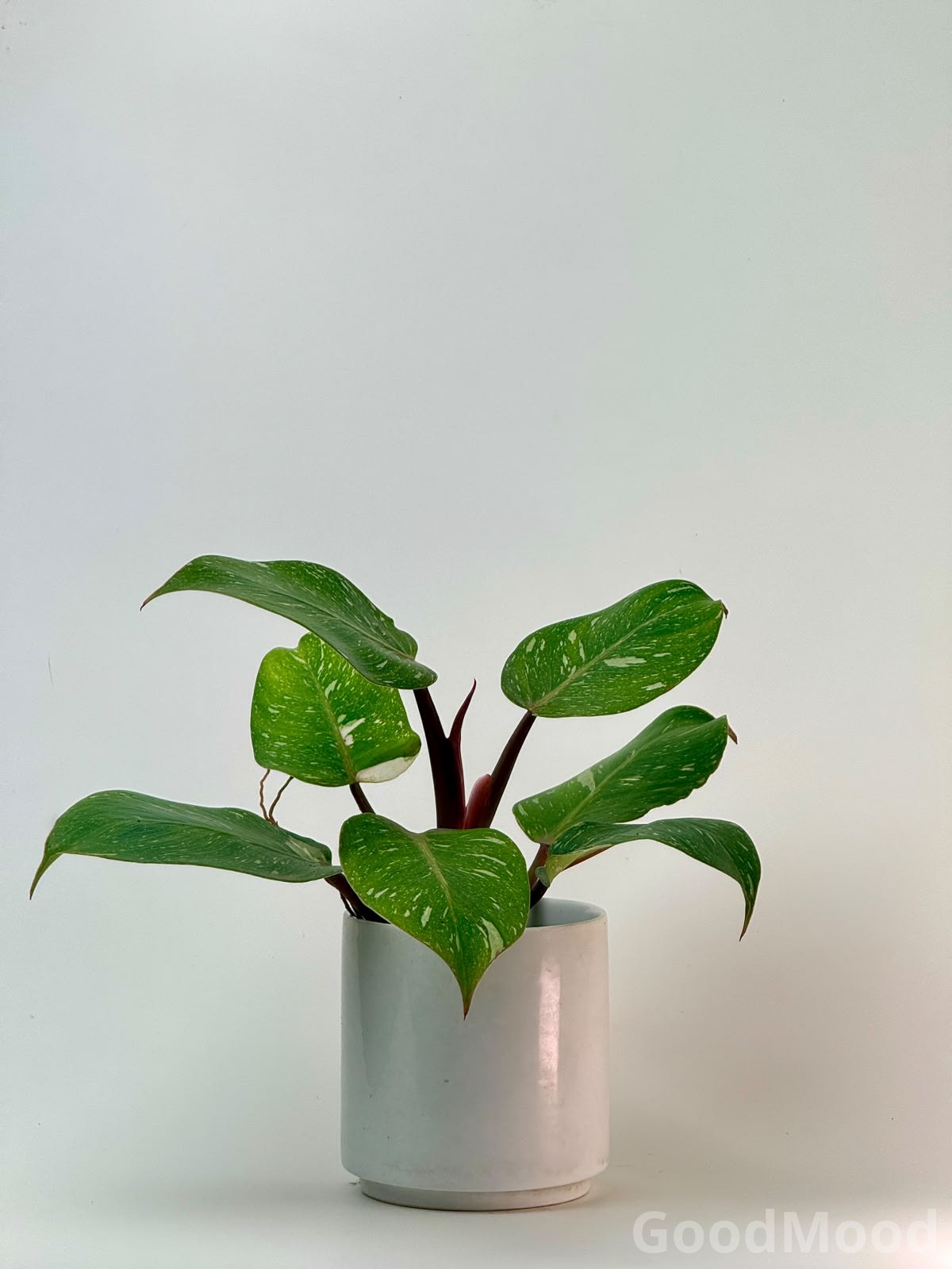 Philodendron White Knight Marble – Rare Variegated Indoor Collector Plant