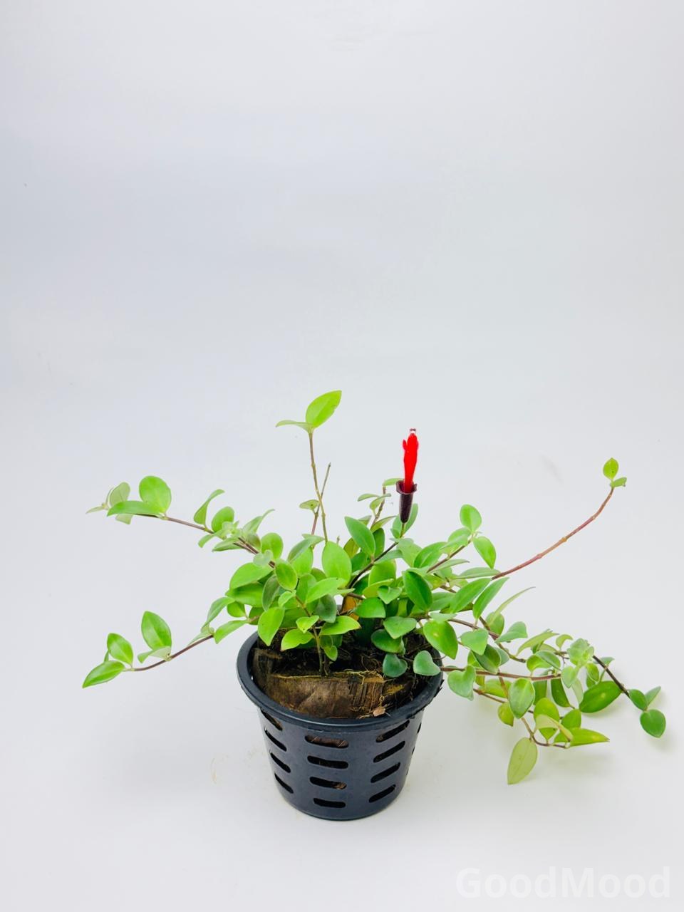 Aeschynanthus Radicans (Classic Lipstick Plant) – Premium Trailing Flowering Specimen