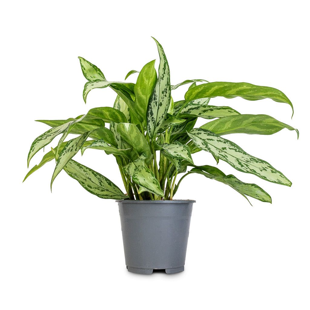 Aglaonema 'Silver Queen' – Thailand Import