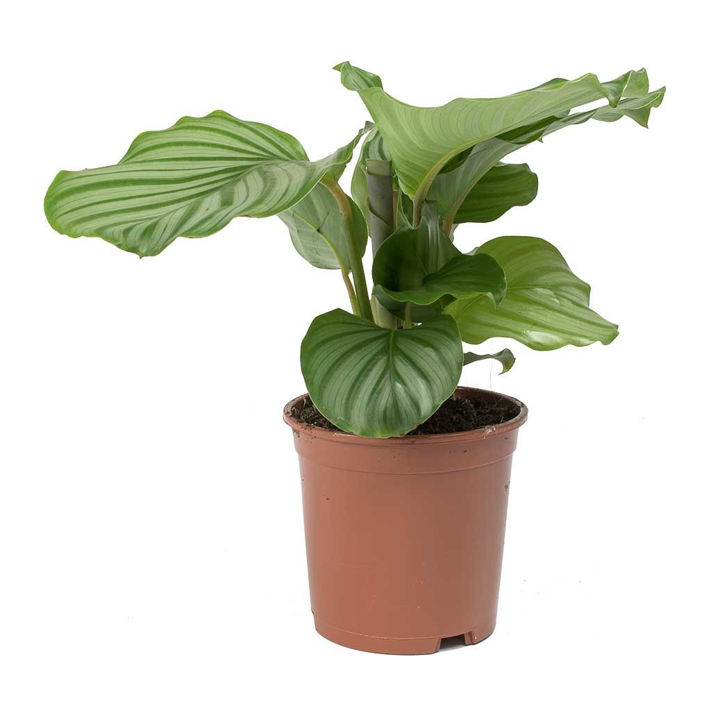 Calathea Orbifolia (Striped Calathea) – Thailand Import