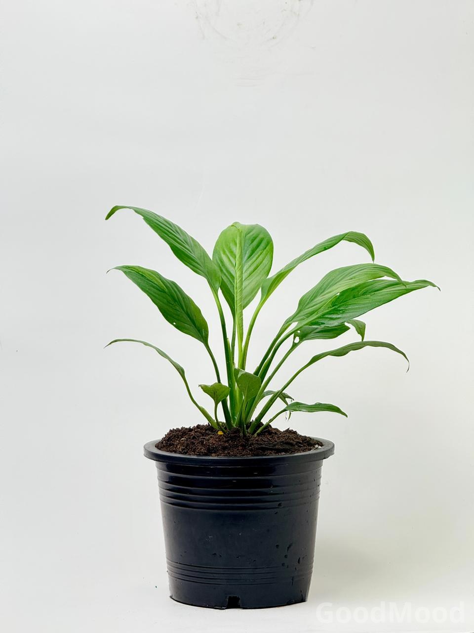 Spathiphyllum Wallisii (Classic Peace Lily) – Elite Air-Purifying Indoor Plant