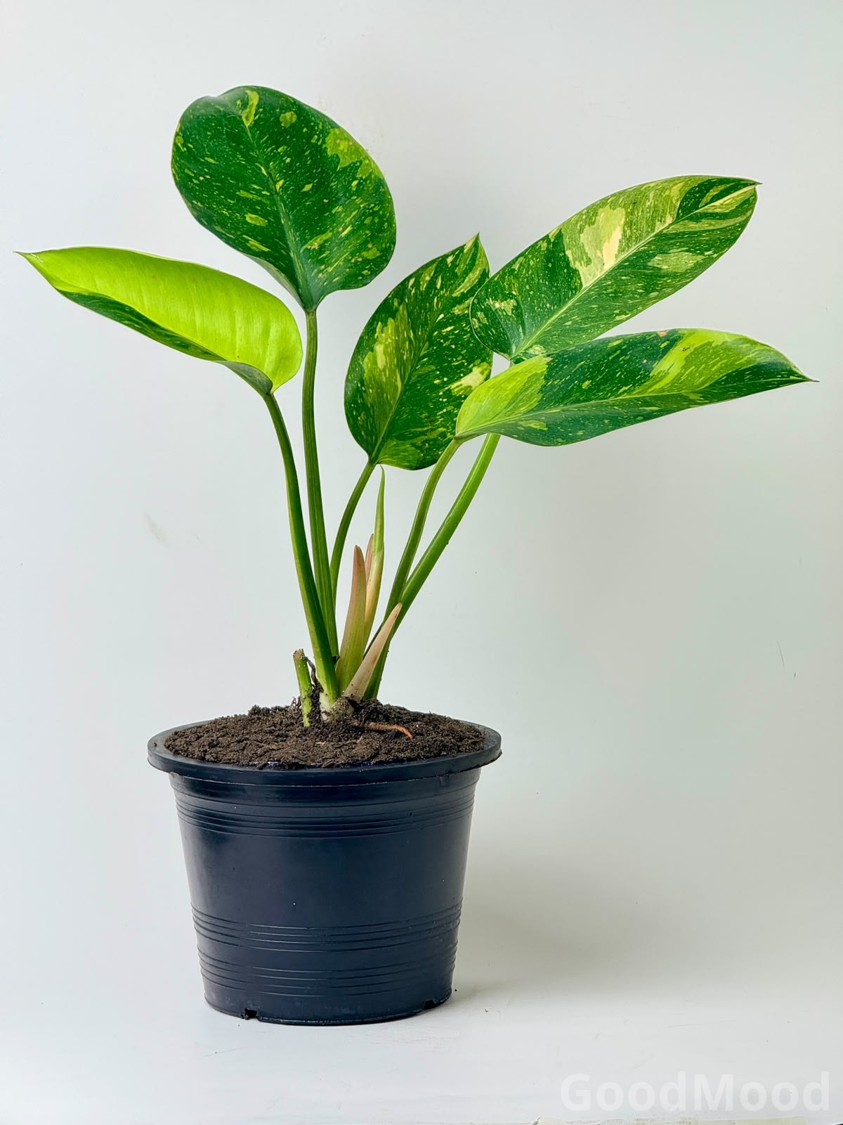 Philodendron "Green Congo" Variegated – Premium Rare Self-Heading Exotic