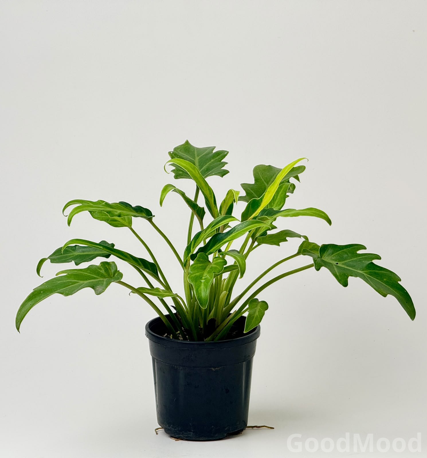 Philodendron "Xanadu" Variegated (Variegated Elephant Ear) – Premium Architectural Self-Heading Selection