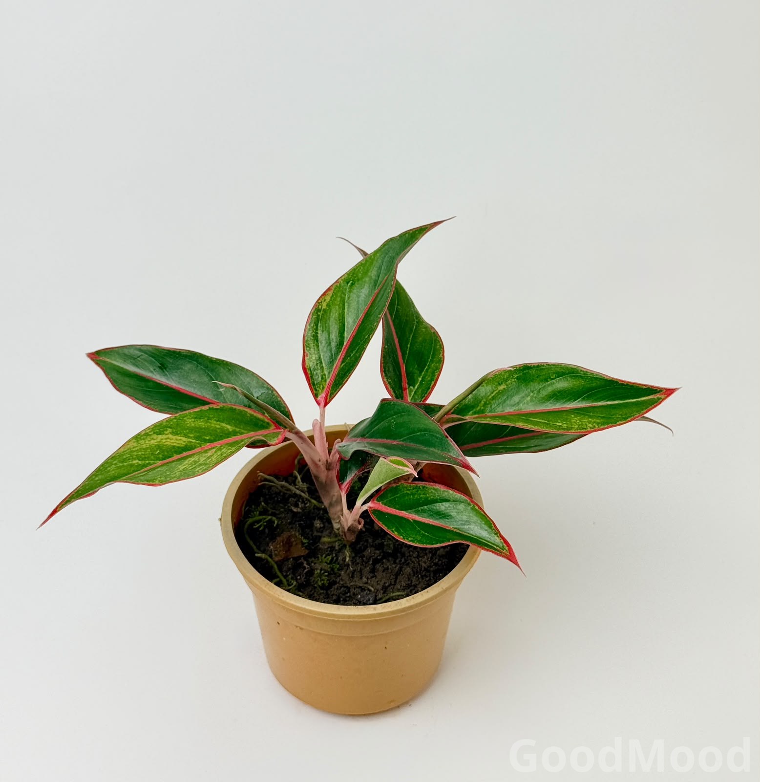 Aglaonema Siam Aurora Lipstick – Red Bordered Air Purifying Indoor Plant