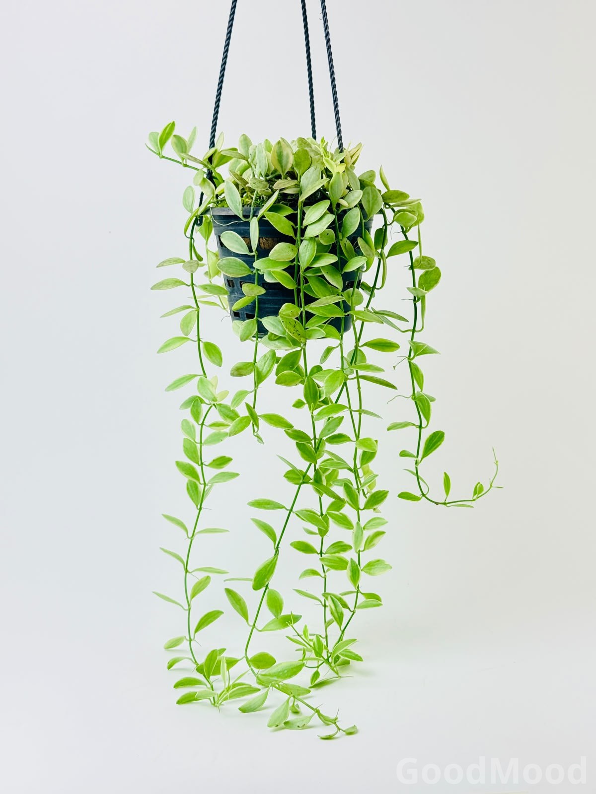 Dischidia Oiantha Variegated – Cream-Edged Trailing Epiphytic Indoor Plant