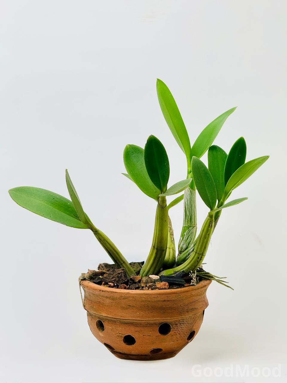 Myrmecophila Tibicinis (Giant Trumpet Ant Orchid)