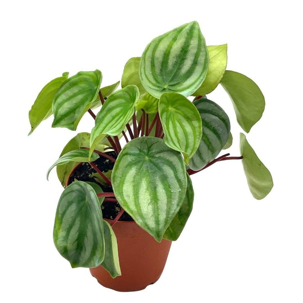 Watermelon Peperomia (Peperomia Argyreia)
